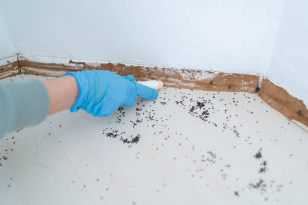 Pest Control Cost in Brighton, IL